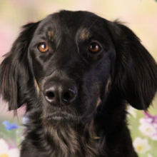 MALERTEAM SCHROEDTER - Frieda, Firmenhund