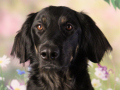 MALERTEAM SCHROEDTER - Frieda, Firmenhund