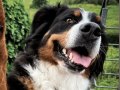 MALERTEAM SCHROEDTER - Amy, Firmenhund